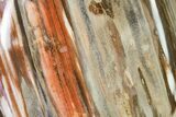 Free-Standing, Polished Petrified Wood - Madagascar #149334-1